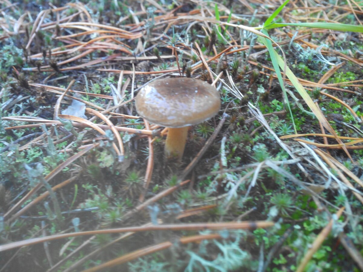 Очень вкусные грибы в мещерских лесах, но не все их знают | Прогулки по ...