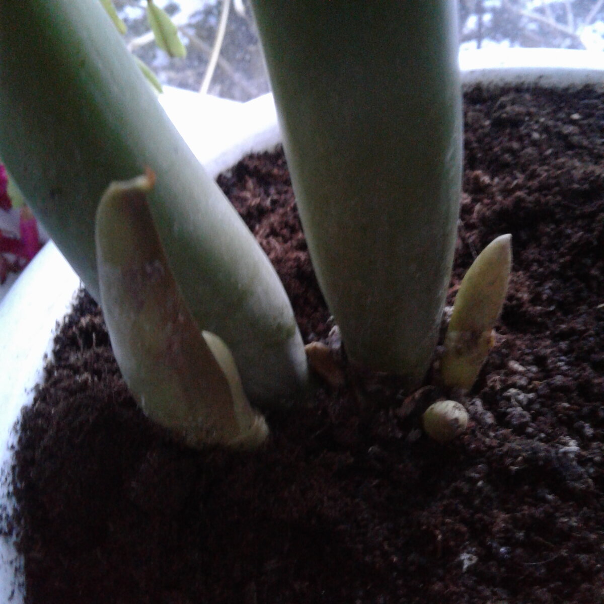 В конце декабря пересадила