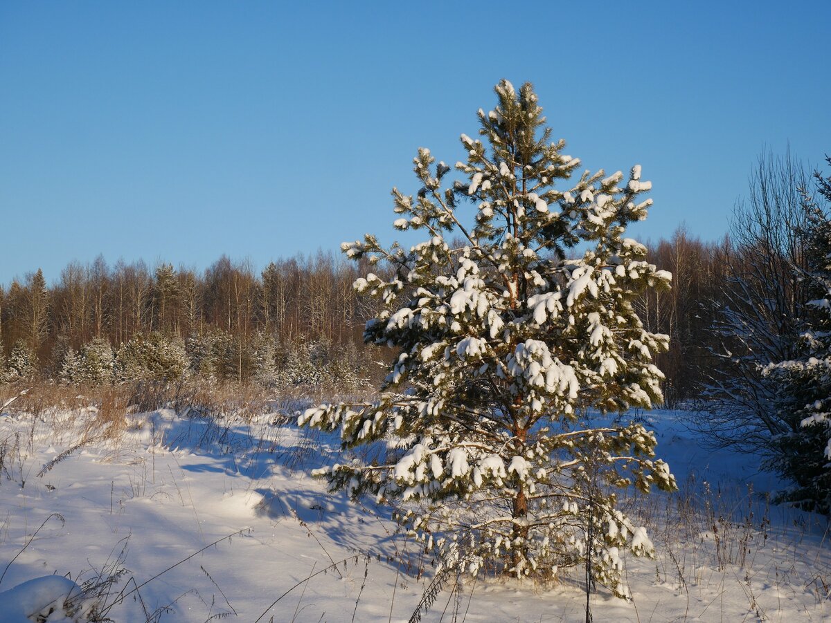 Лесная красавица укутана снегом и спит.