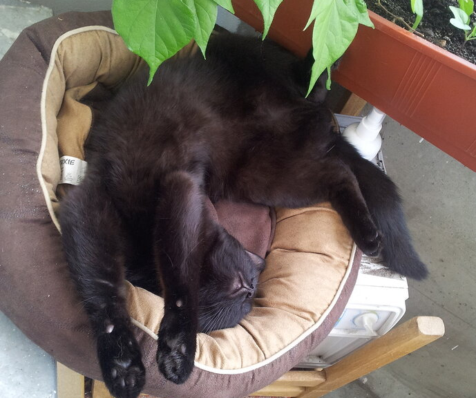 на самом деле черная кошка - милейшее существо))) (фото автора)