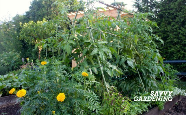 Выращивание овощей вверх по шпалере или структуре позволит вам воспользоваться неиспользуемым вертикальным пространством. 
Кроме того, легко сделать простую и прочную шпалеру, которая прослужит долгие годы!