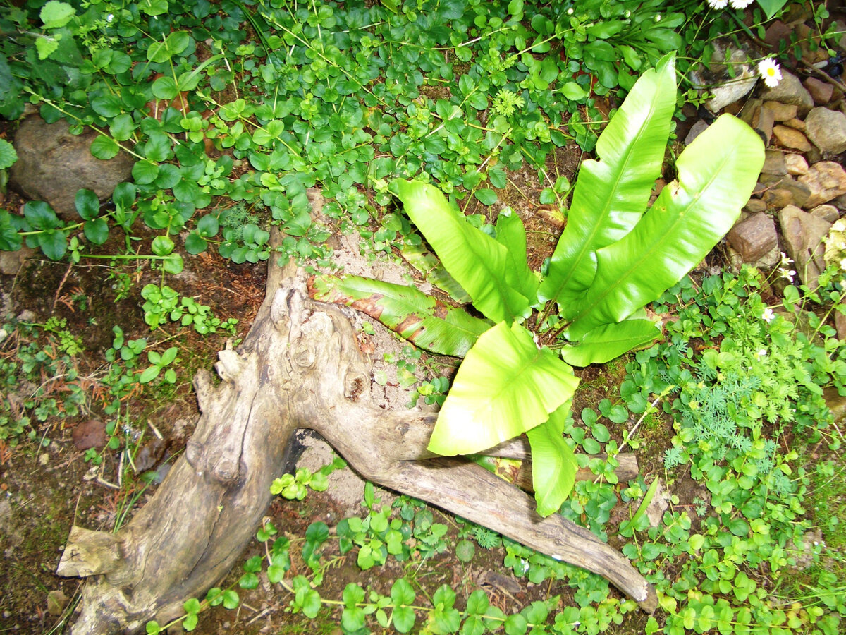 Листовик сколопендровый на нашем участке. Очень старое фото. Дата, если не сбились настройки, 2004 год
