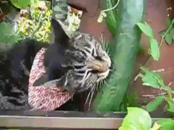 Фото из Яндекс. картинки. Кот - веган.