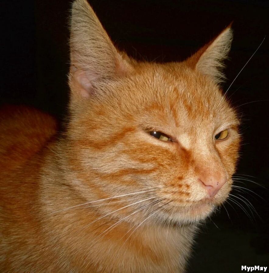 Сова щурится. Подозрения мистера уичера (тв) (2011). Виновен по подозрению. Кэри грант подозрение. Подозрения мистера уичера.