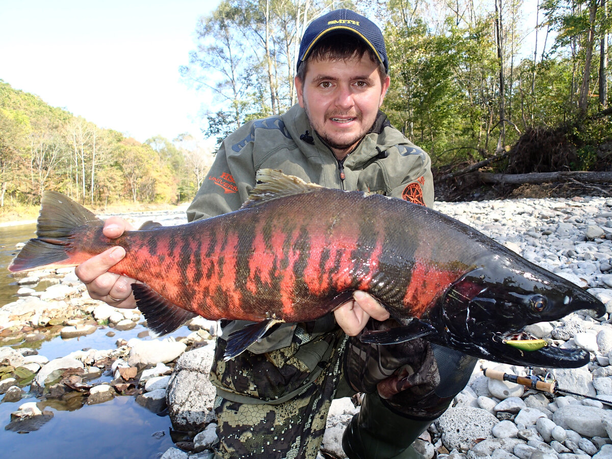 Вишневый лосось - Cherry-salmon