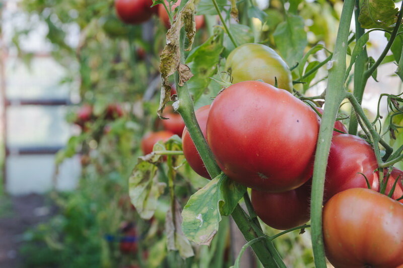 Крупные томаты (Фото используется по стандартной лицензии ©azbukaogorodnika.ru)