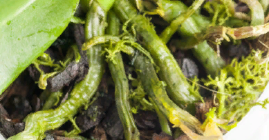 зеленые корни