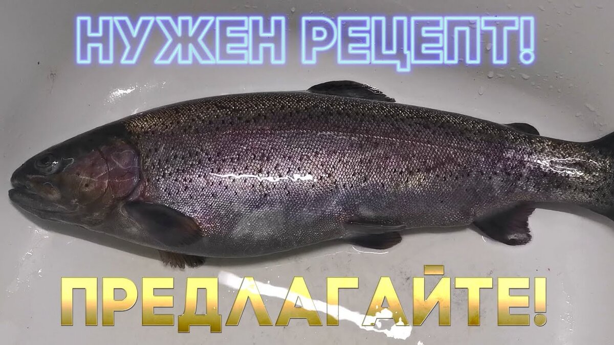 У меня есть рыбка форели, предложите вкусный и проверенный рецепт! | Готовим  дома вкусно и красиво! | Дзен