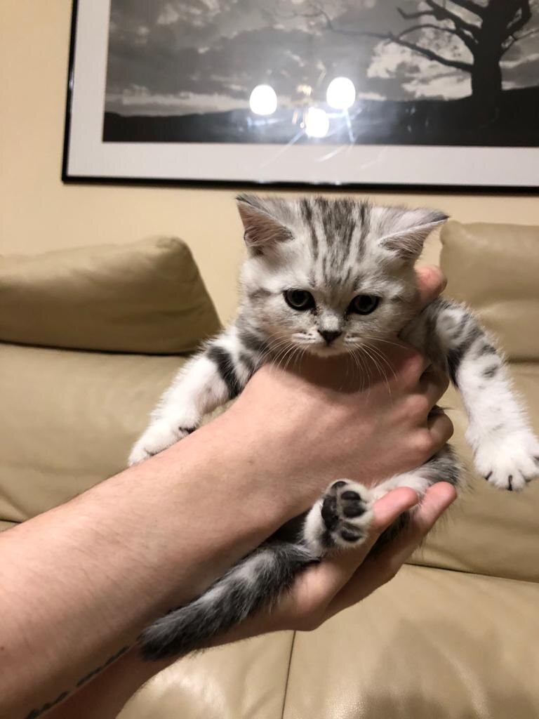 Домашний питомец Блейки.