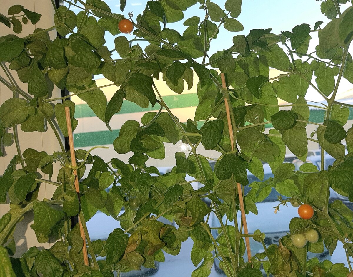 Рассада томатов