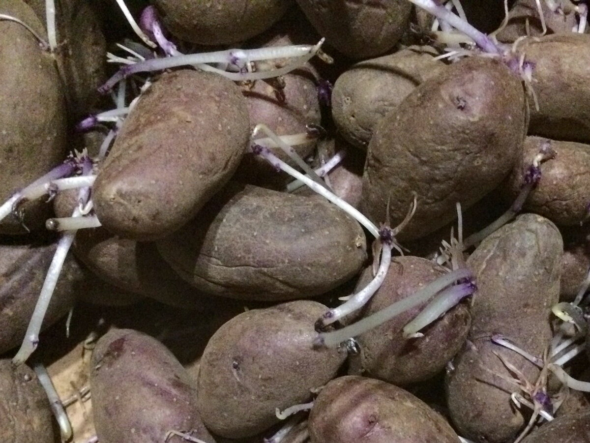 Обрывать ли ростки у картофеля, оставленного как семенной материал, впериод хранения. Как правильно это проделать.