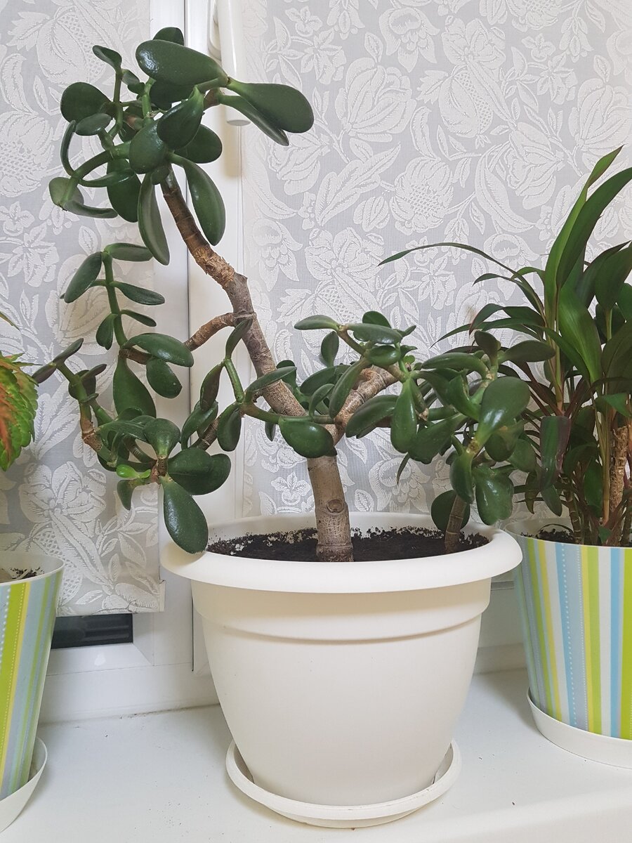 мой долгожитель, правда немного обрезанный