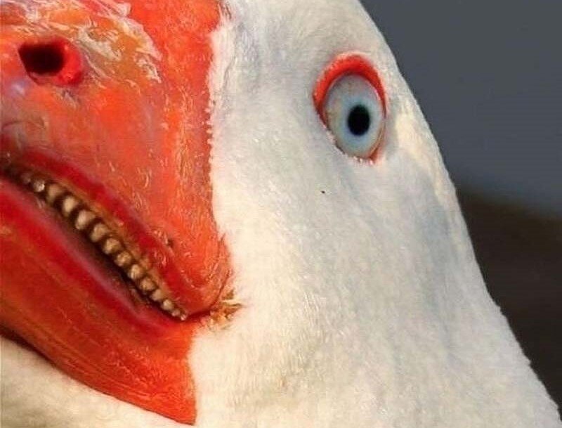 Что, человечишка, спрятаться от меня решил? Я везде тебя найду, даже в интернете!