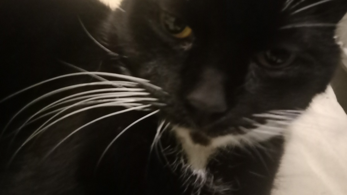 Предсказывает Швондер.