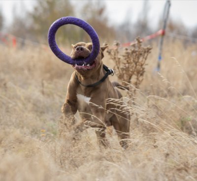 Ликан, фото Дощановой М.А.