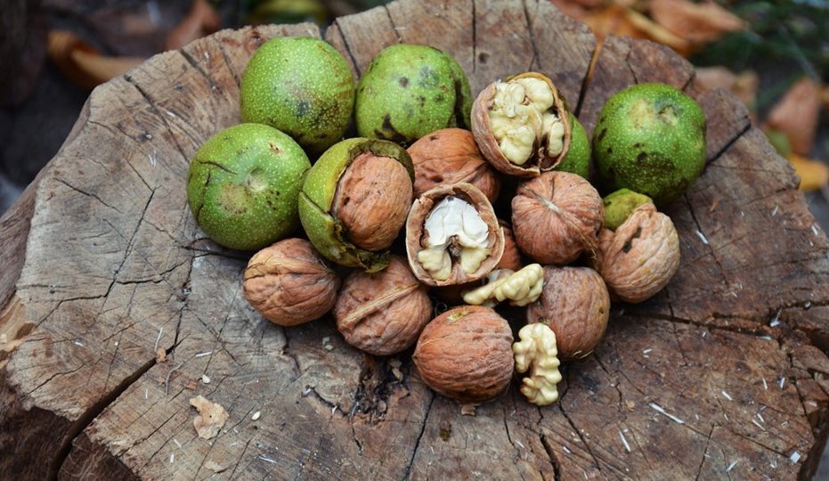 Грецкий орех, выращивание грецкого ореха