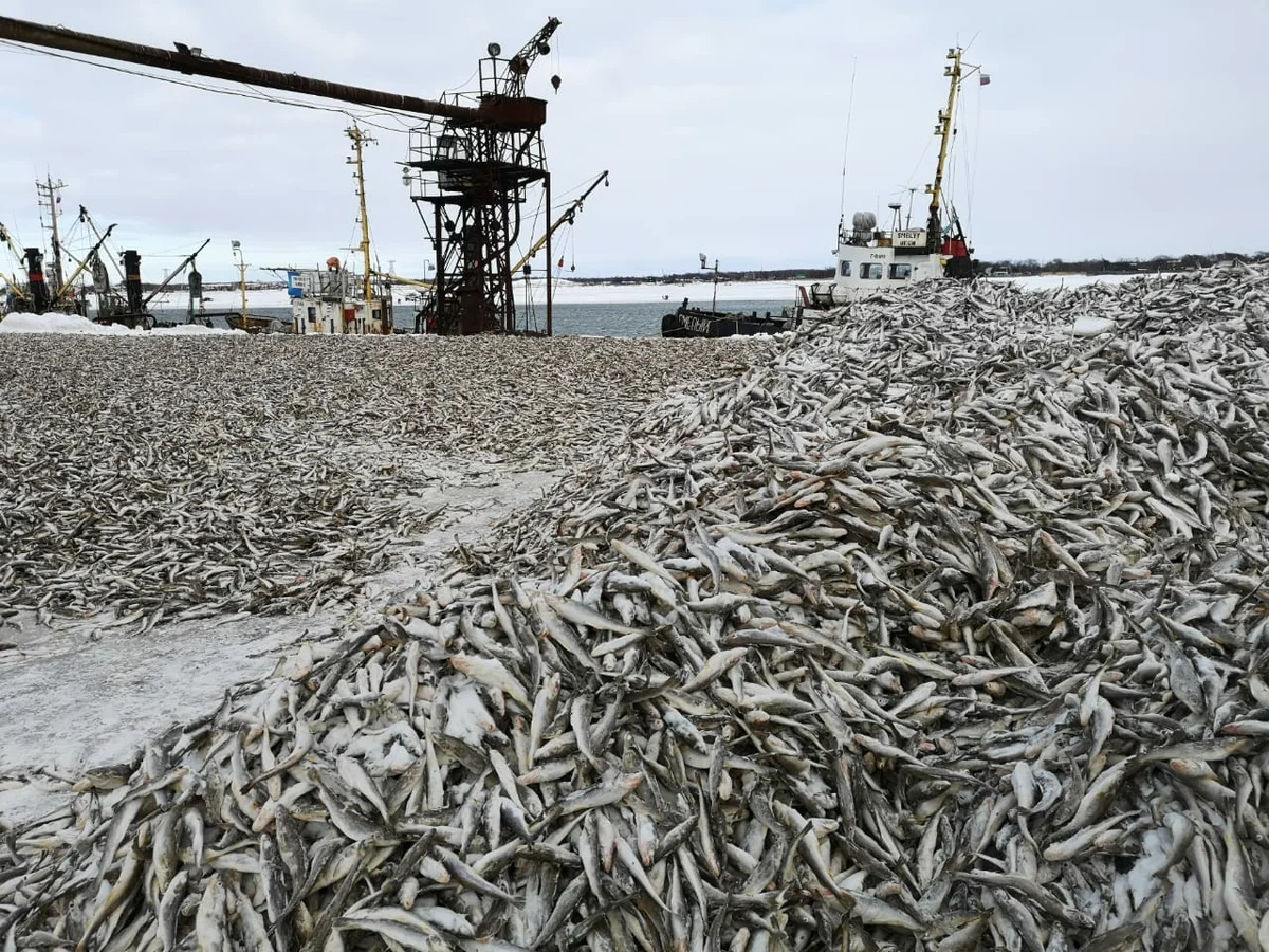 Восток рыба. Уёк рыба. Рыбы Восточно китайского моря. Навага на Сахалине. Мертвая рыба на Дальнем востоке.