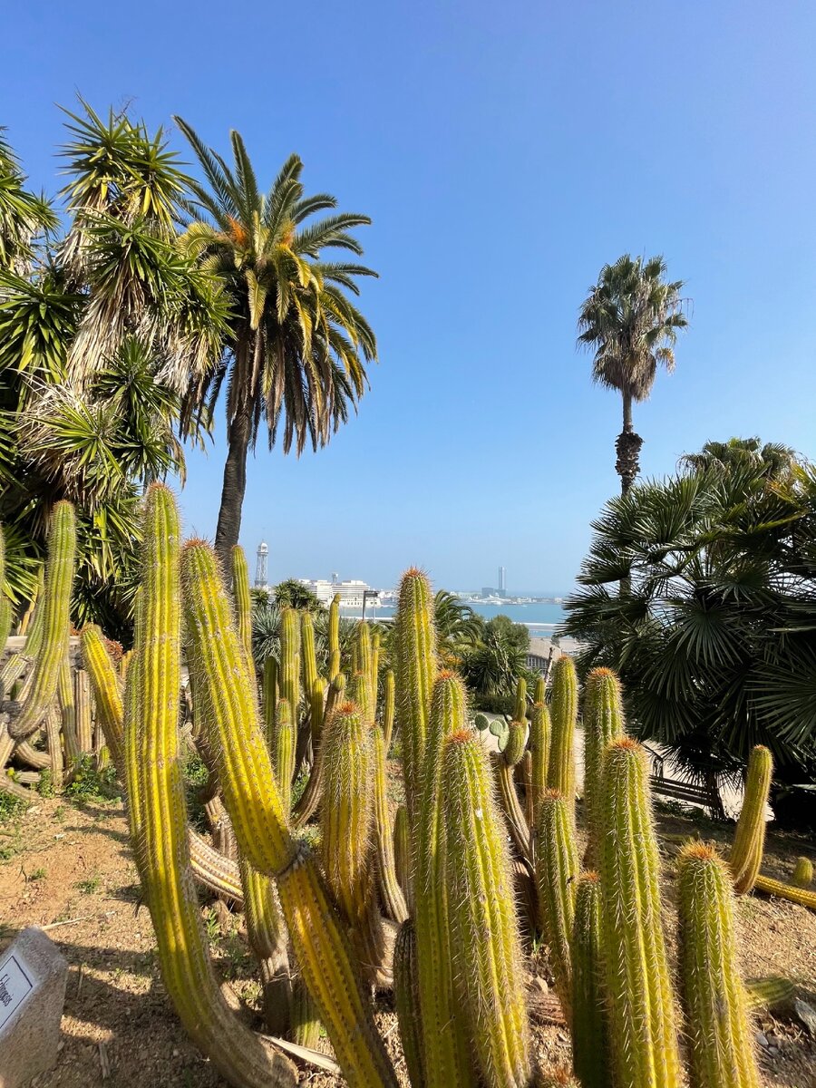 Из парка кактусов открывается шикарный вид на море