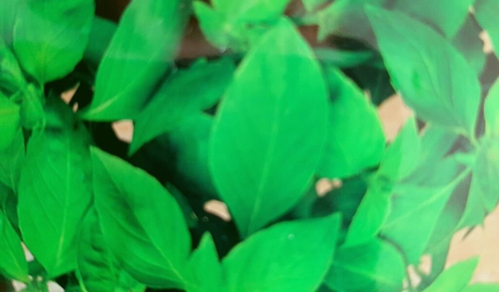 Сорт "Базилик овощной лимонный"