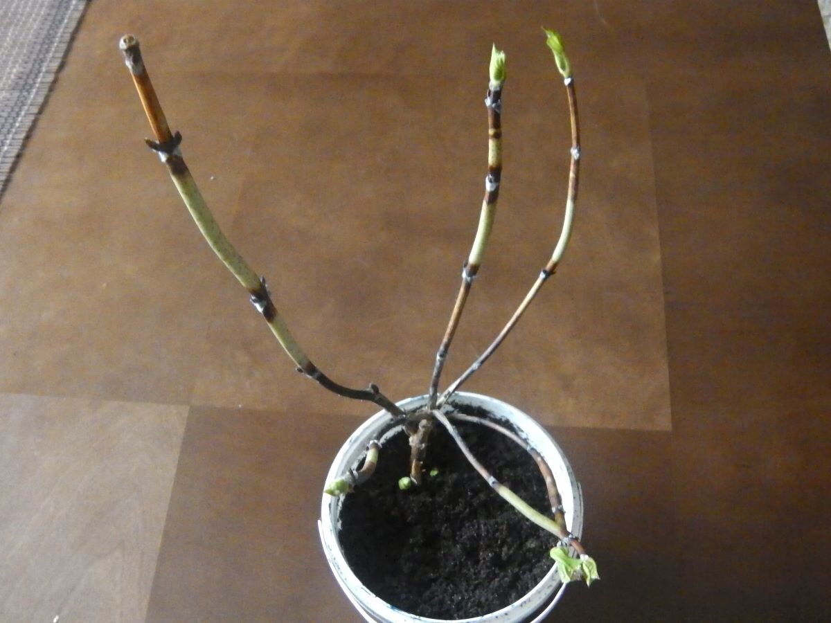 Гортензия хранилась в подвале. Фото автора 