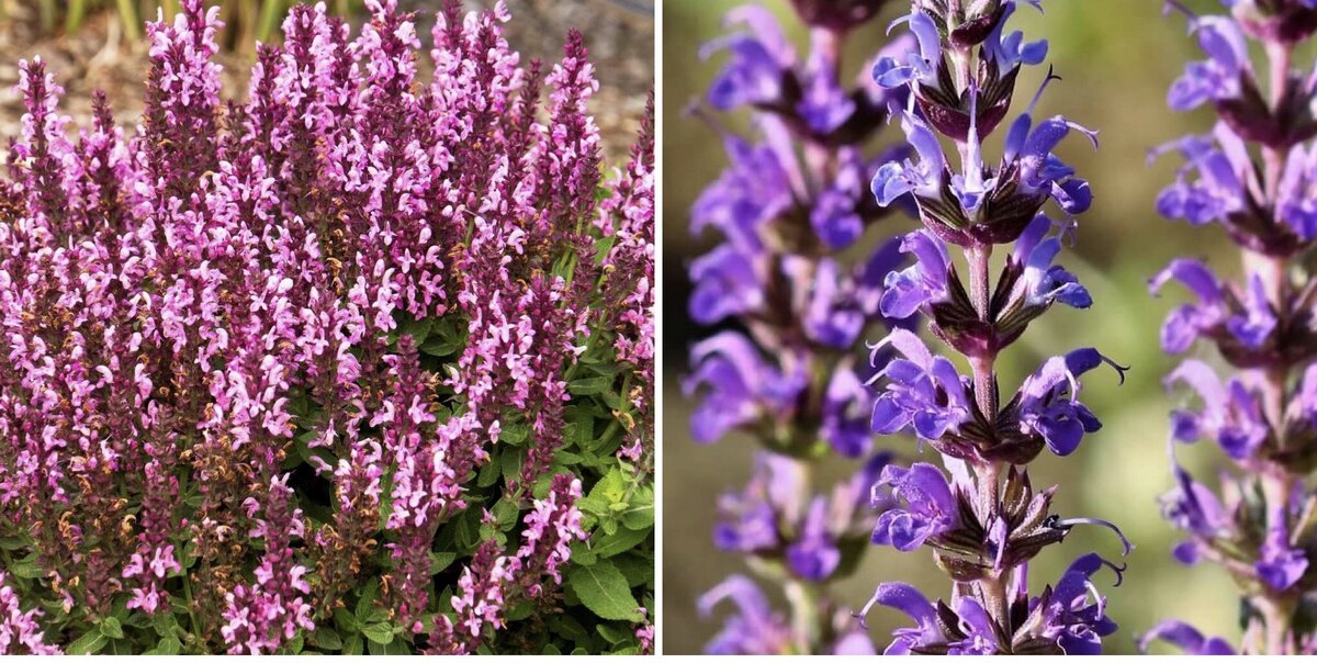 травы шалфей для зачатие. травы шалфей для зачатие. шалфей луговой медонос. шалфей лекарственный (salvia). трава шалфей для женщин.