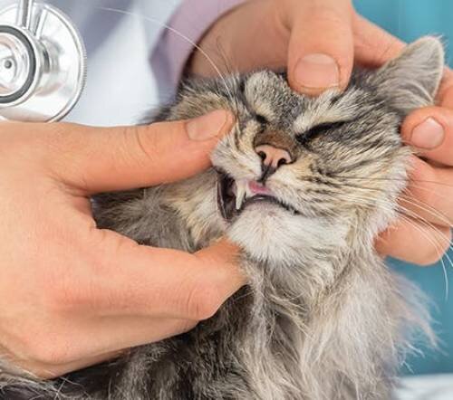 Пульпит у кошек: симптомы, лечение, профилактика