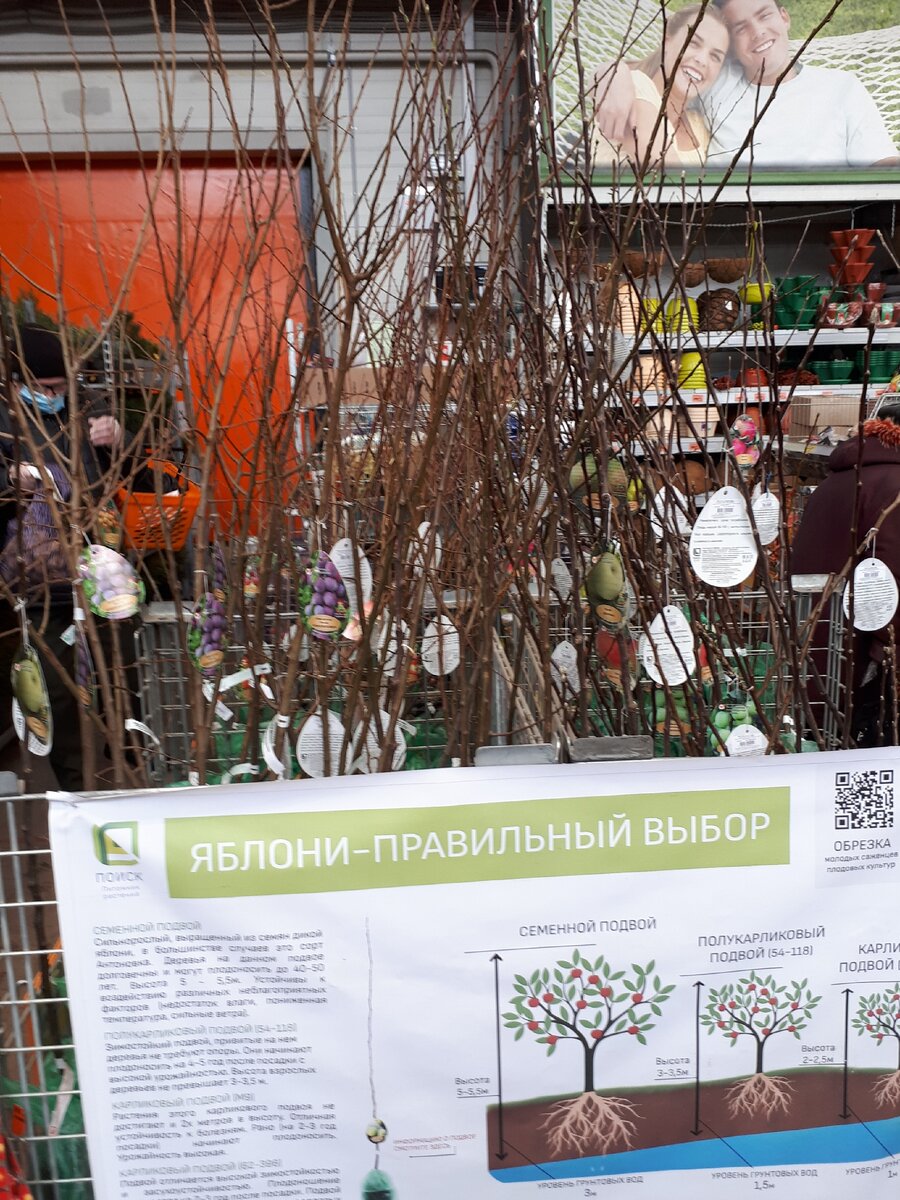 Саженцы яблонь