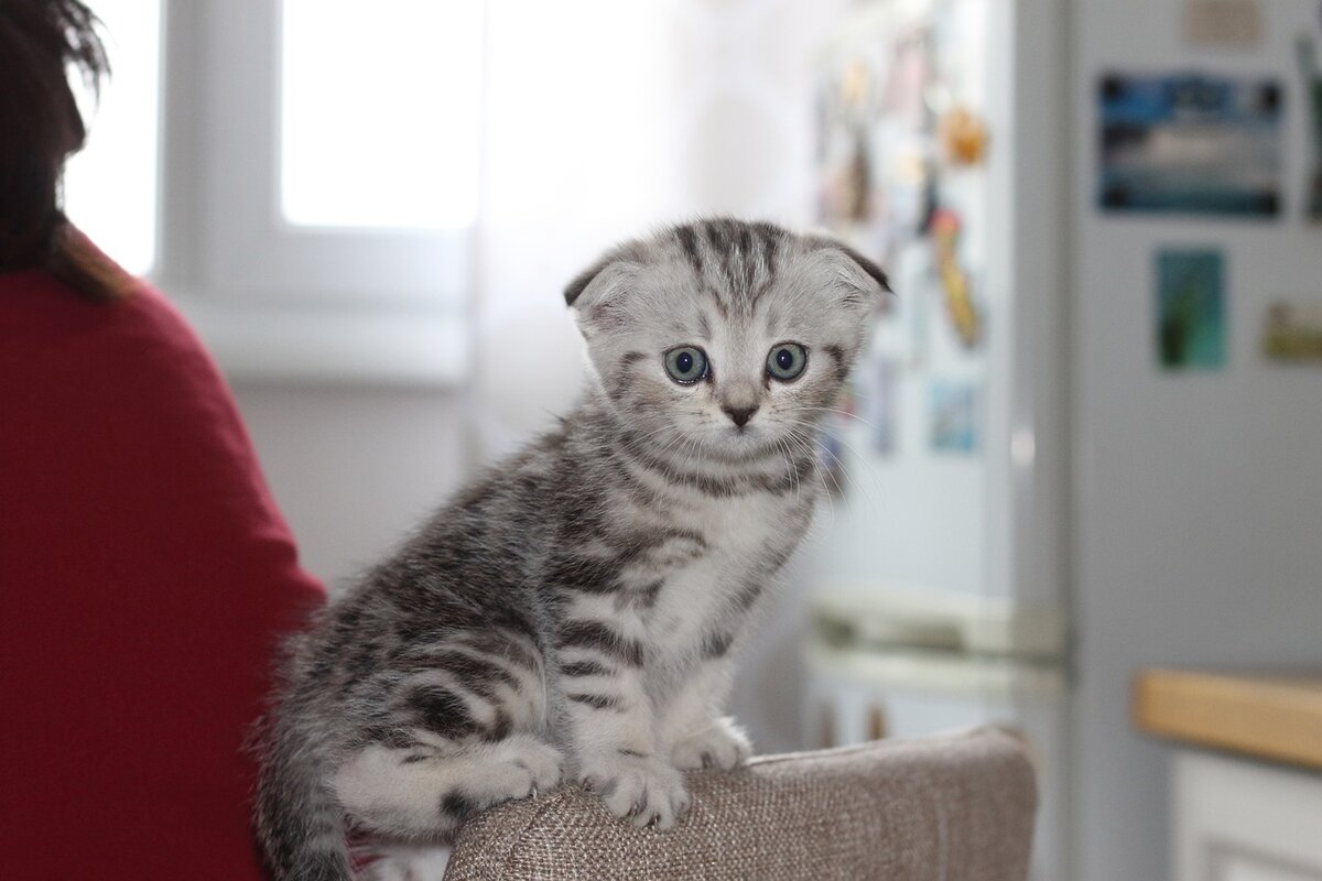 Официальное название породы – шотландская вислоухая кошка (Scottish Fold), но почитатели ласково называют своих питомцев «вислоушками», описывая как благородных, общительных и весьма понятливых.-2