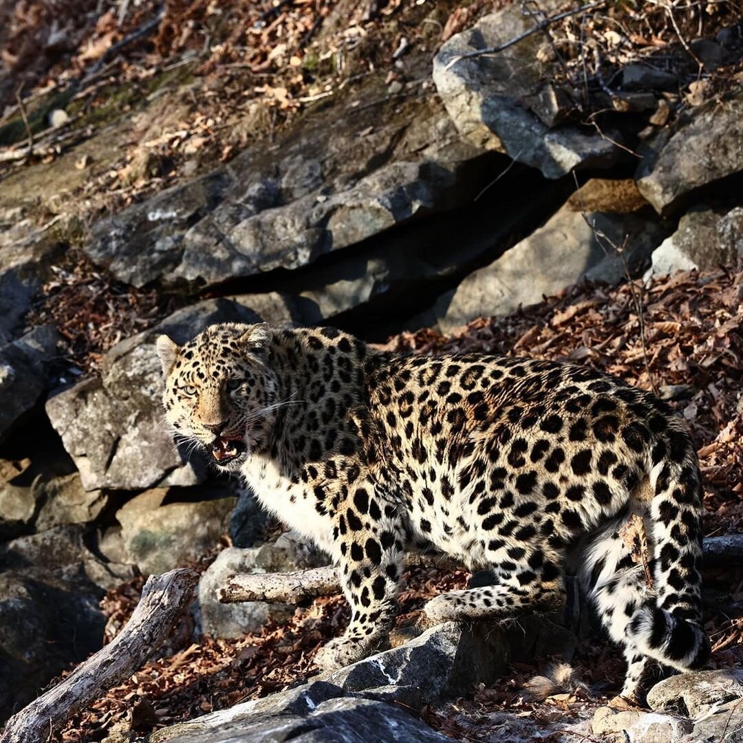 Московские леопарды. Амурский леопард. Леопард в Москве. Амурский леопард фото. Leopard ВВ Москве.