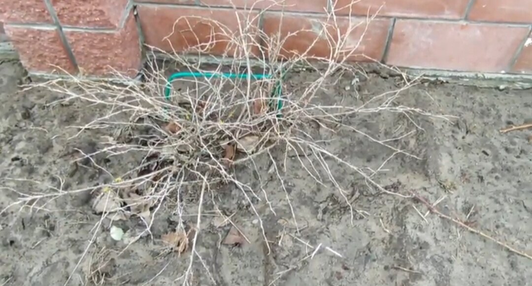 Крыжовник Малахит. Личное фото автора.