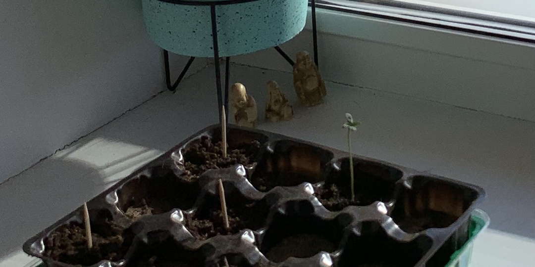 Почему не всходят семена? Ответы на частые вопросы