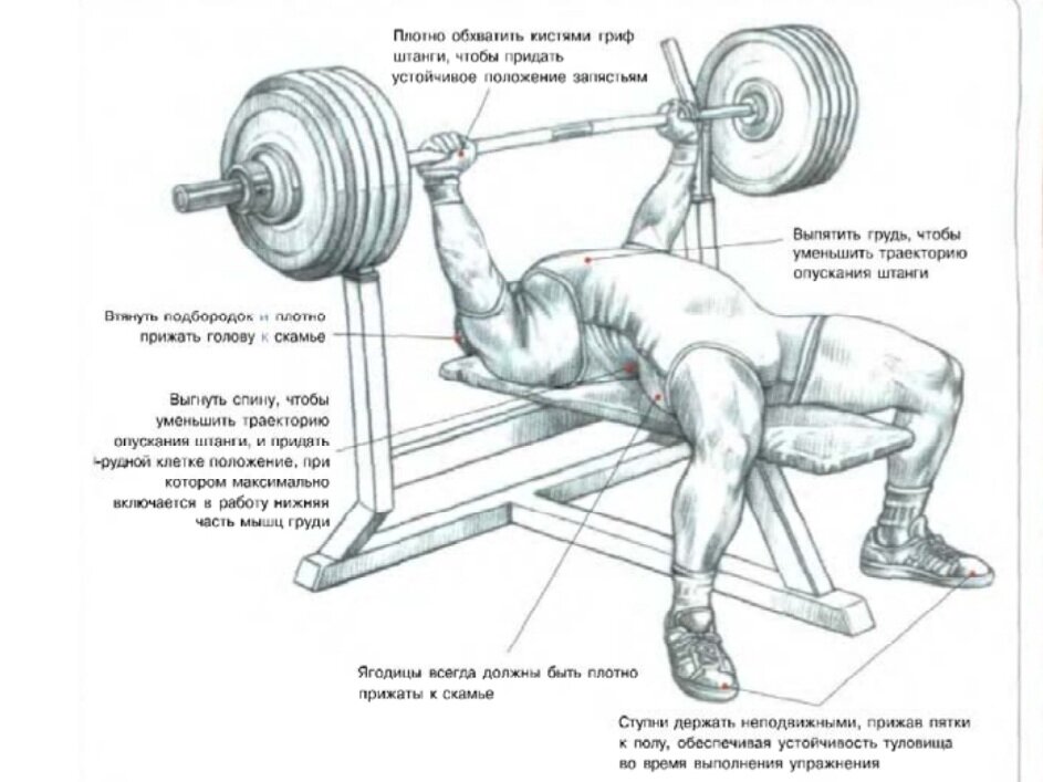 Источник: Ф. Делавье 《Анатомия силовых упражнений для мужчин и женщин》.