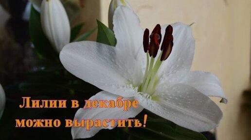 Лилия декабрь