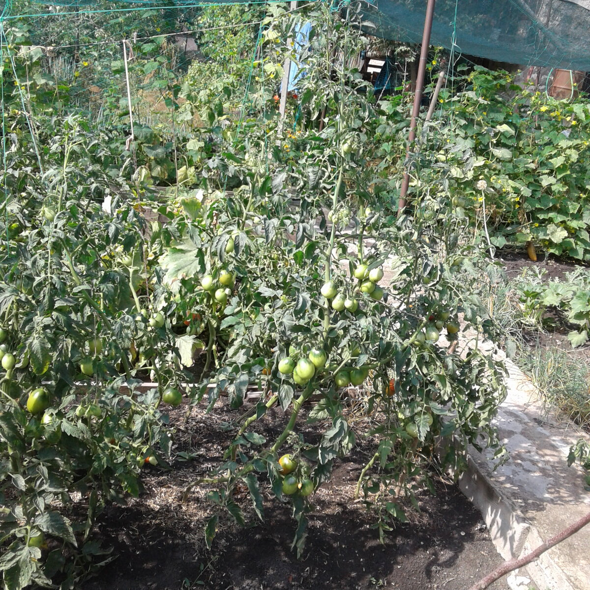 Боюсь, что и эти кисти не все вызреют