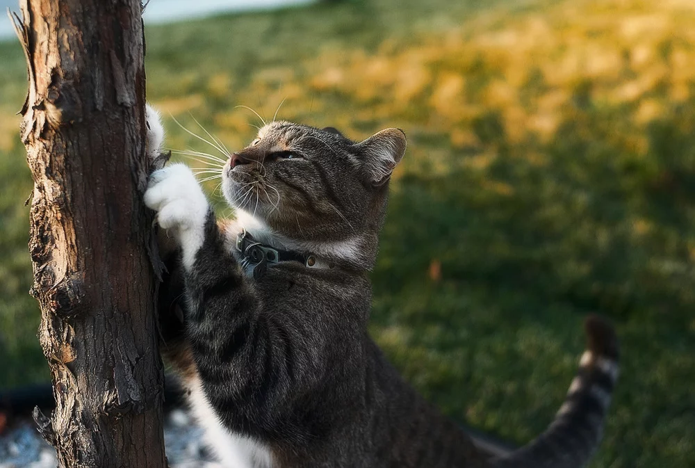 Кошка скребет на свой хребет. Кошка точит когти. Кошка царапает. Кошки скребутся. Кошка скребет.