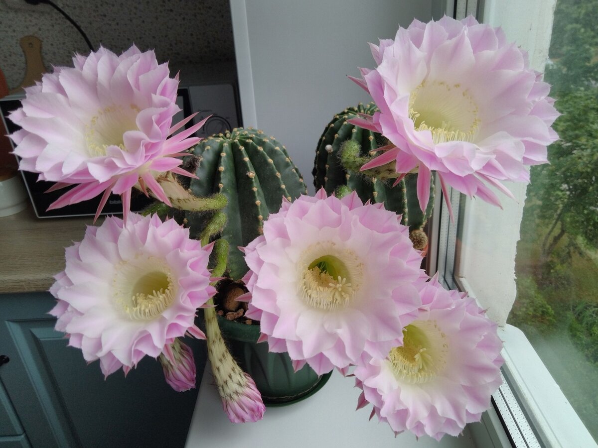 Мои красавцы :) 