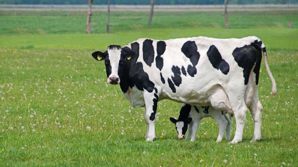Черно-пестрая порода коров — советская порода крупного рогатого скота молочного направления продуктивности. Иногда её отождествляют с голштино-фризской, но это неправильно.