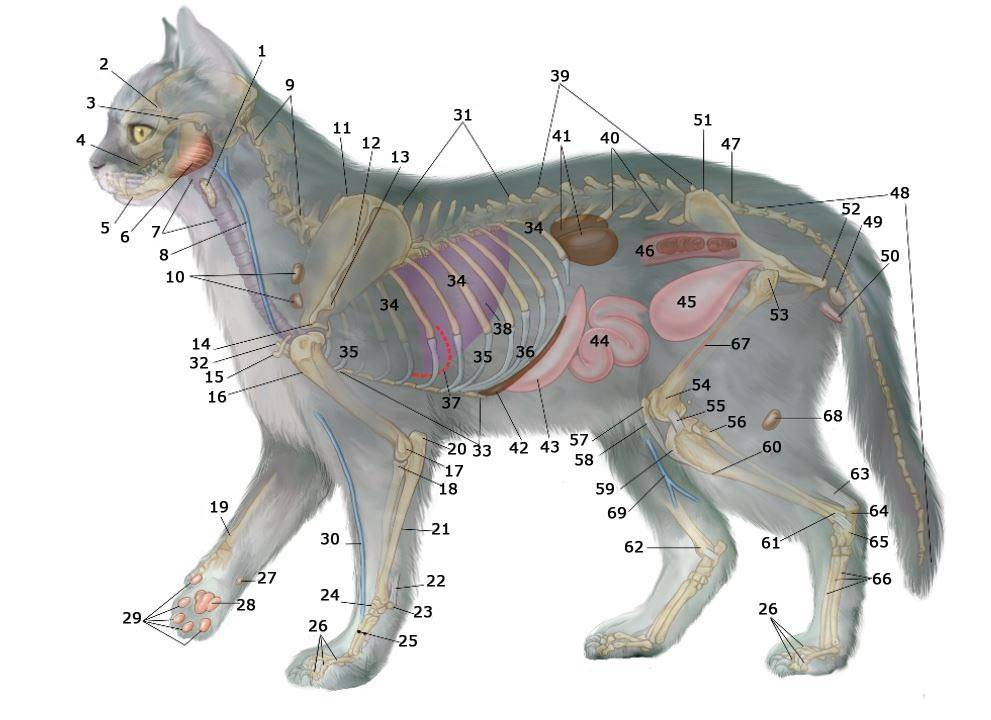 Cat anatomy. Строение кота сбоку. Задняя лапа кошка анатомия кости. Скакательный сустав у кошек анатомия. Анатомия кота внутренние органы.