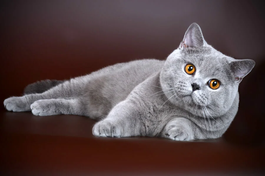Британская. Британская короткошёрстная кошка. Британская короткошёрстная кошка голубая. Голубой британец кот. Кошка голубой британец.