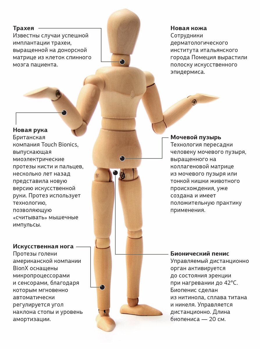 Из чего состоит человек-киборг | Живая инфографика | Дзен