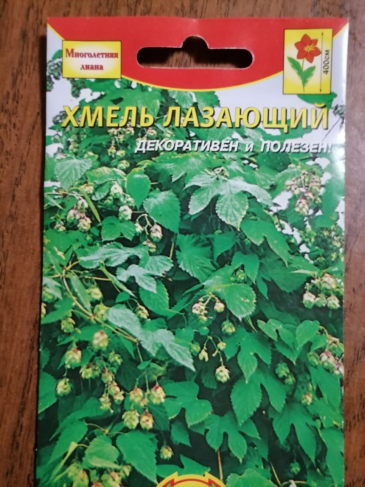 Семена хмеля