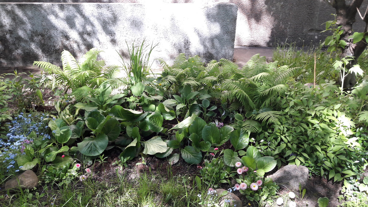 Перезимовавшие и окрепшие растения. Фото автора от 31мая 2020 года