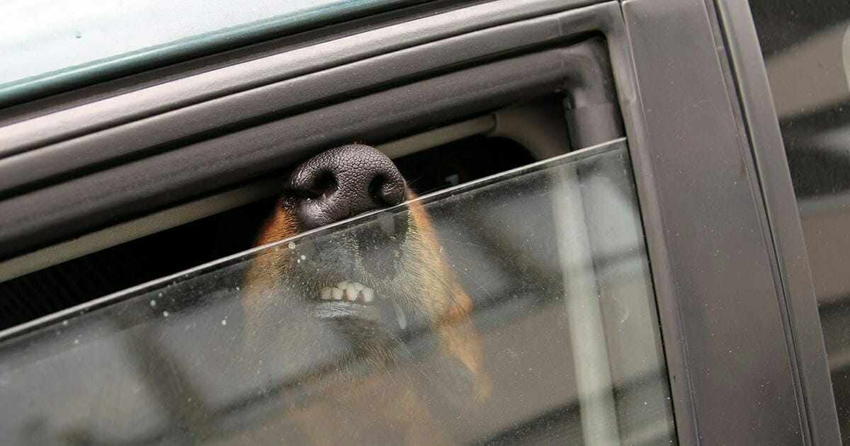 Window машина. Приоткрытое окно машины. Жара в автомобиле собака. Открытое окно автомобиля. Открытое окно в машине