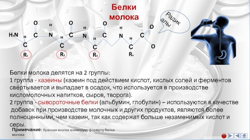 Типовые белки молока из Яндекс Картинок