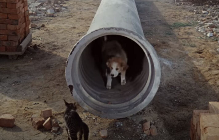 Новелла «Напарник»