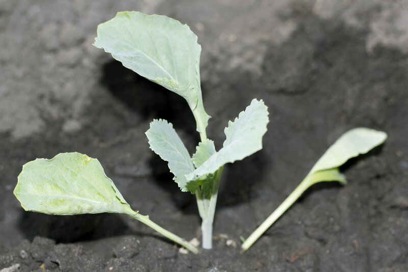 Болезни рассады капусты в открытом грунте с фото и их лечение