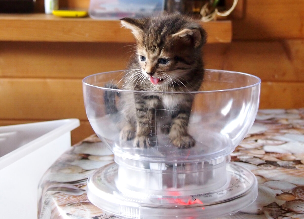 Котят мы завесах 