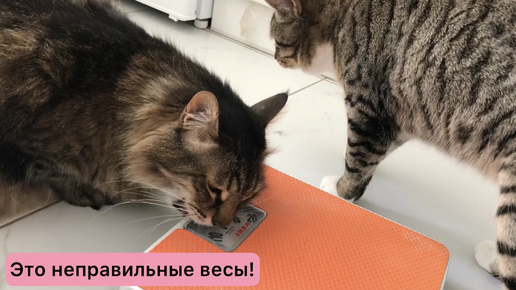 Марсик худеет. Тренер Василий об этом позаботится😄