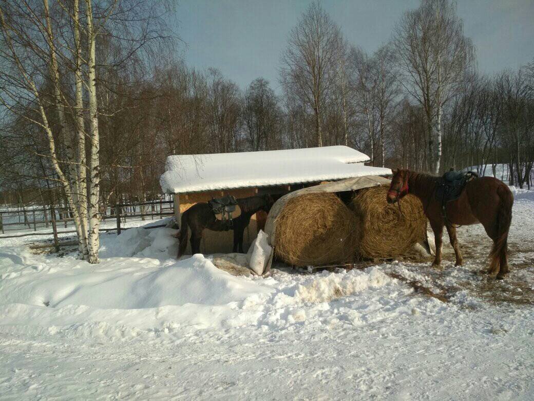 Галопом на лошадях по полям "Легенды леса" под Угличем