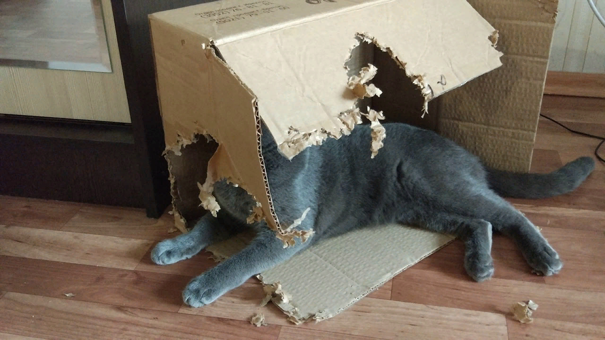 Коты портят. Кошка в коробке. Ободранный кот. Кот дерет мебель. Кошка подрала мебель.